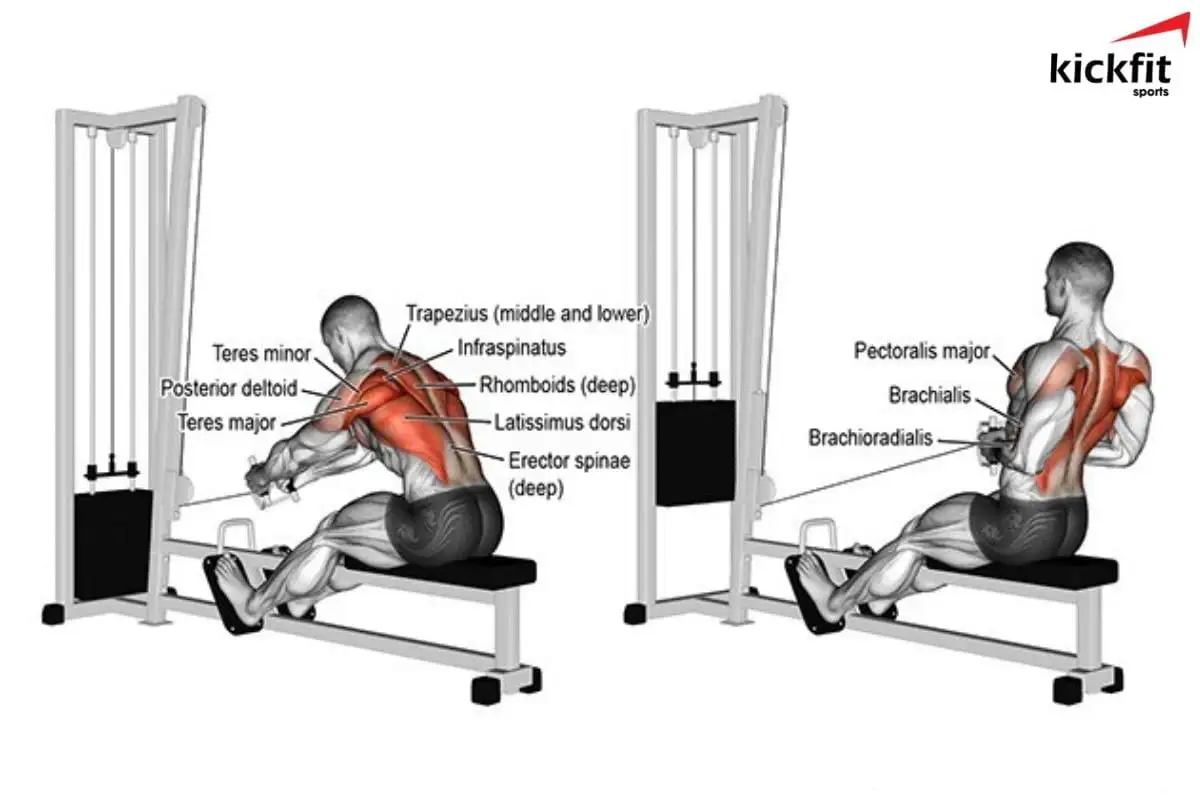 Kéo cáp ngang có thể tác động sâu đến hệ thống cơ bắp phần lưng trên và xô