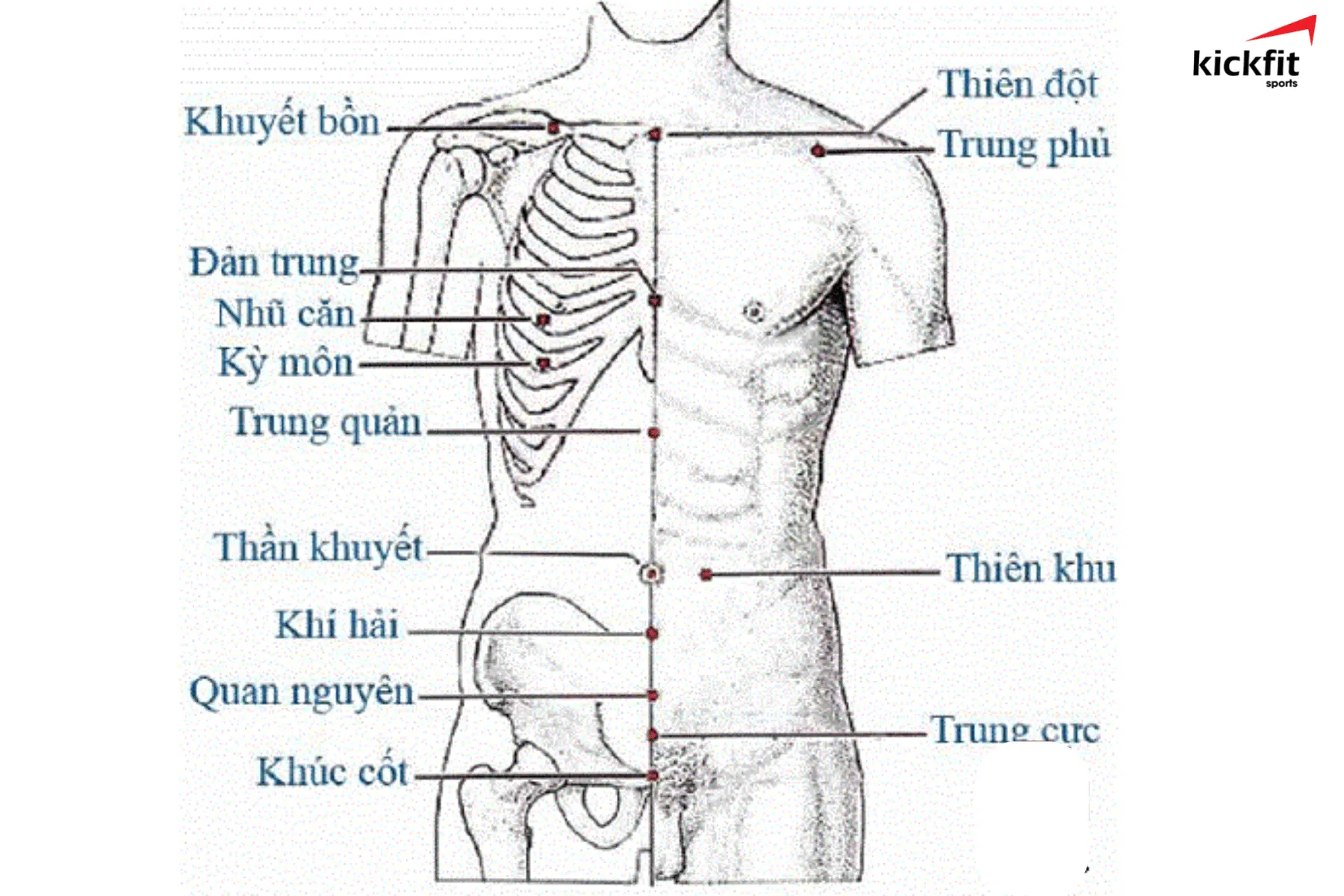 Hệ thống tử huyệt nằm phía trước ngực, bụng