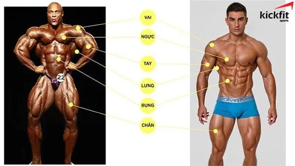 Phân biệt Fitness vs Bodybuilding