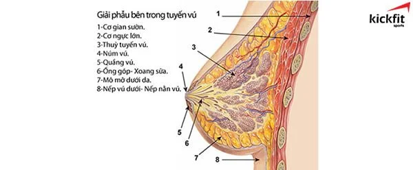 Hình ảnh mô phỏng cấu tạo vùng ngực của phụ nữ