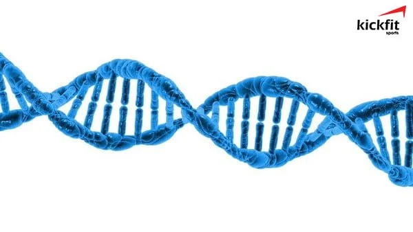 Gen di truyền là 1 trong những yếu tố ảnh hưởng khá lớn đến chiều cao